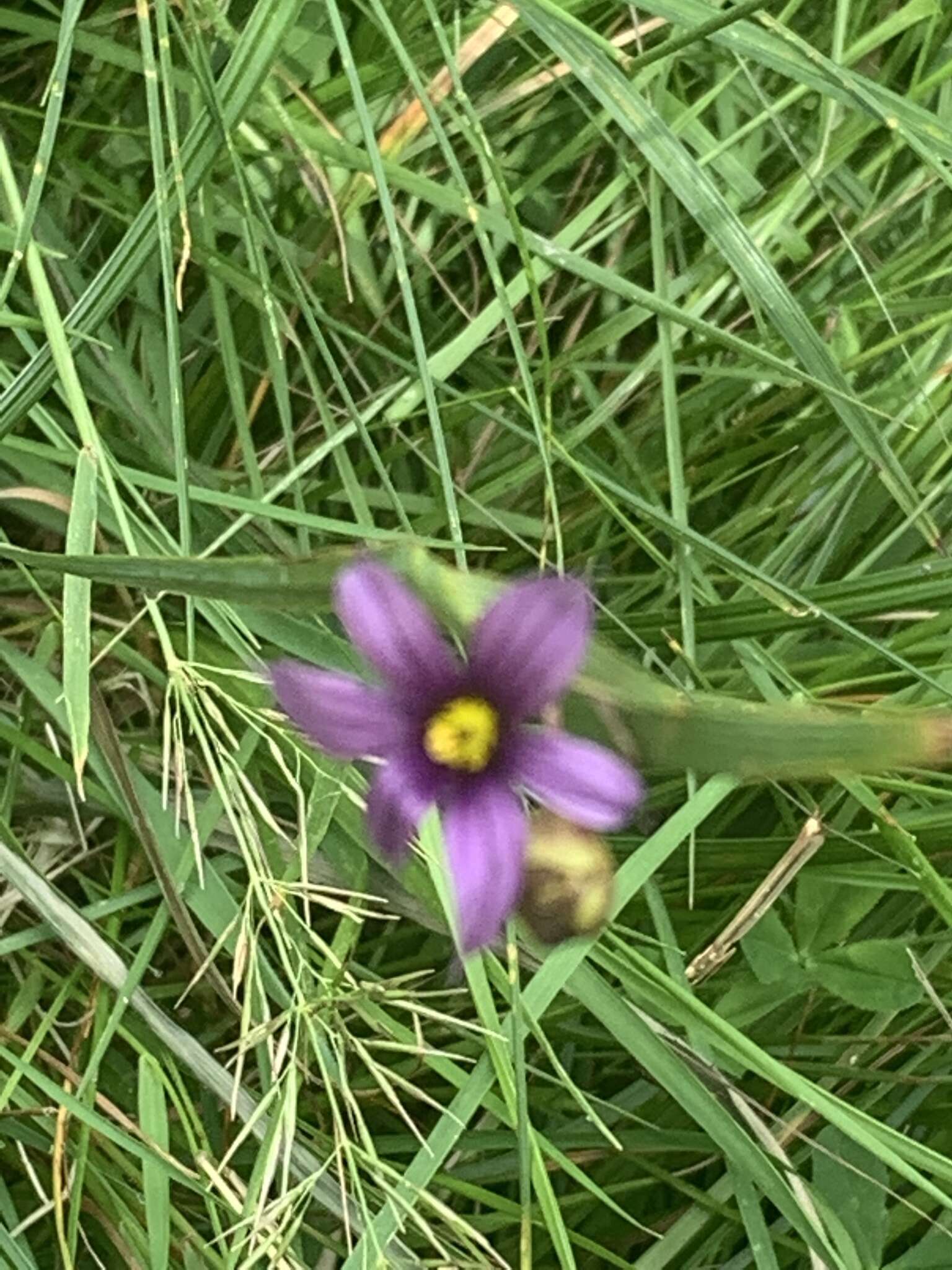 Image of Alaska Blue-Eyed-Grass