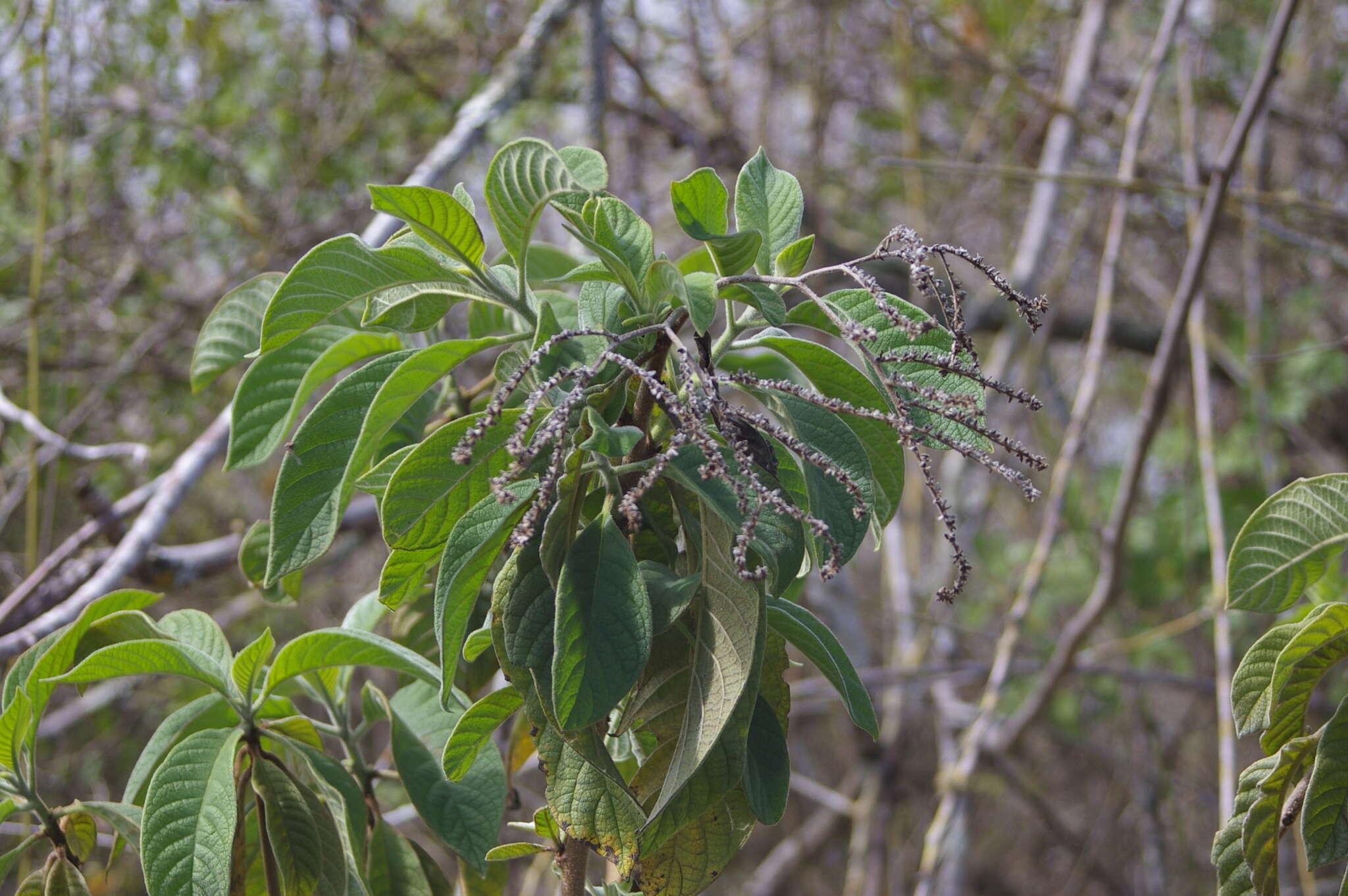 Imagem de Tournefortia pubescens Hook. fil.