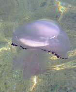 Image of barrel jellyfish