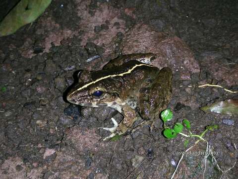 Image of Fanged River Frog