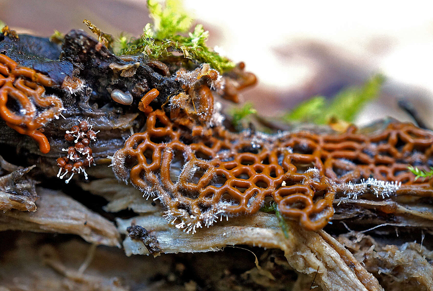 Image of Pretzel slime mold