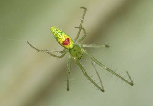 Image of Tetragnatha kauaiensis Simon 1900