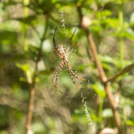 Imagem de Argiope trifasciata kauaiensis Simon 1900