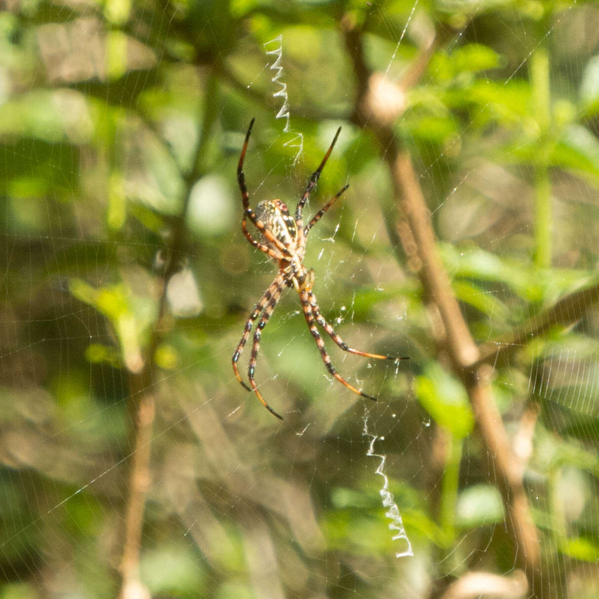 Imagem de Argiope trifasciata kauaiensis Simon 1900