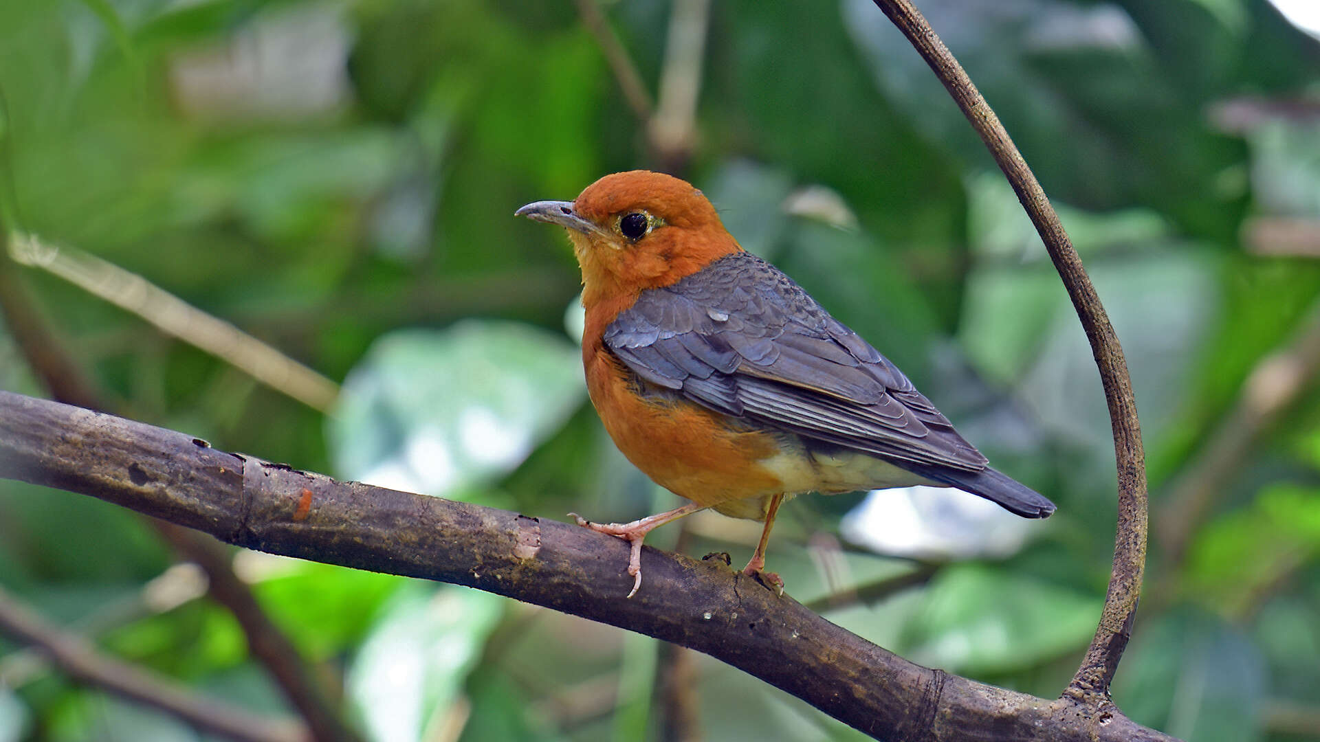 Image of Orange-headed Thrush