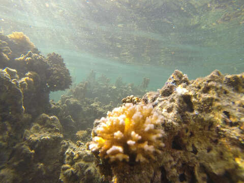 Image of Cauliflower Coral