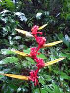 Image of Heliconia richardiana Miq.