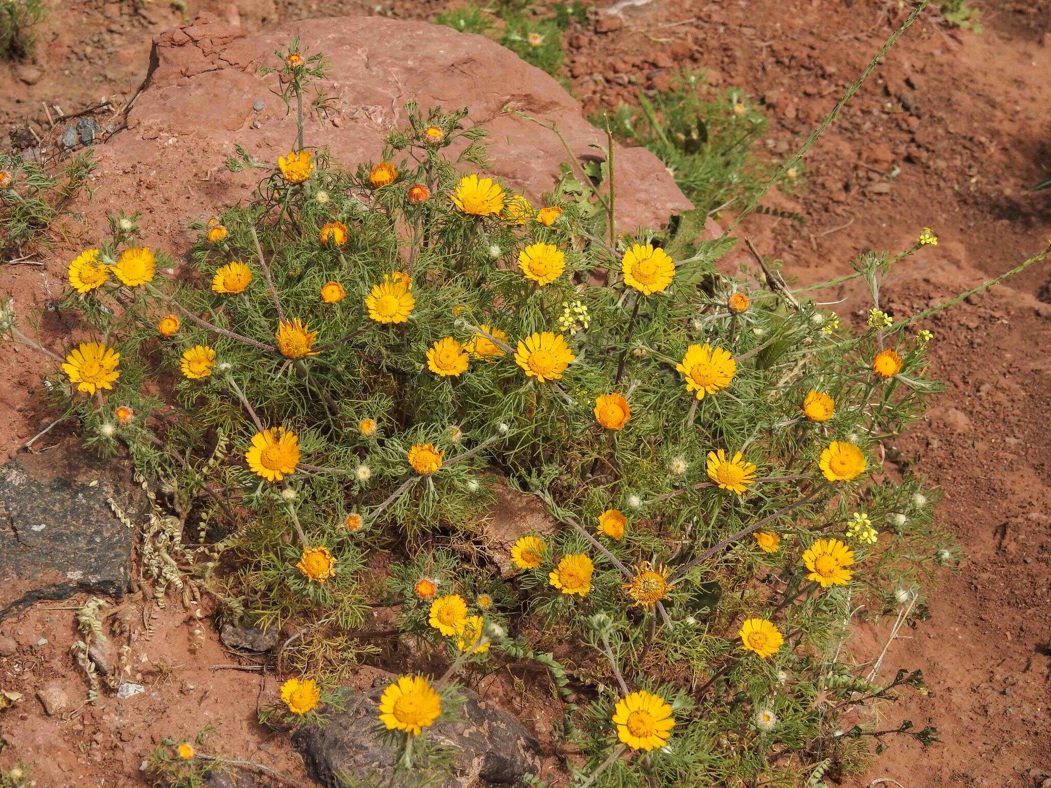 Image de Cladanthus arabicus (L.) Cass.