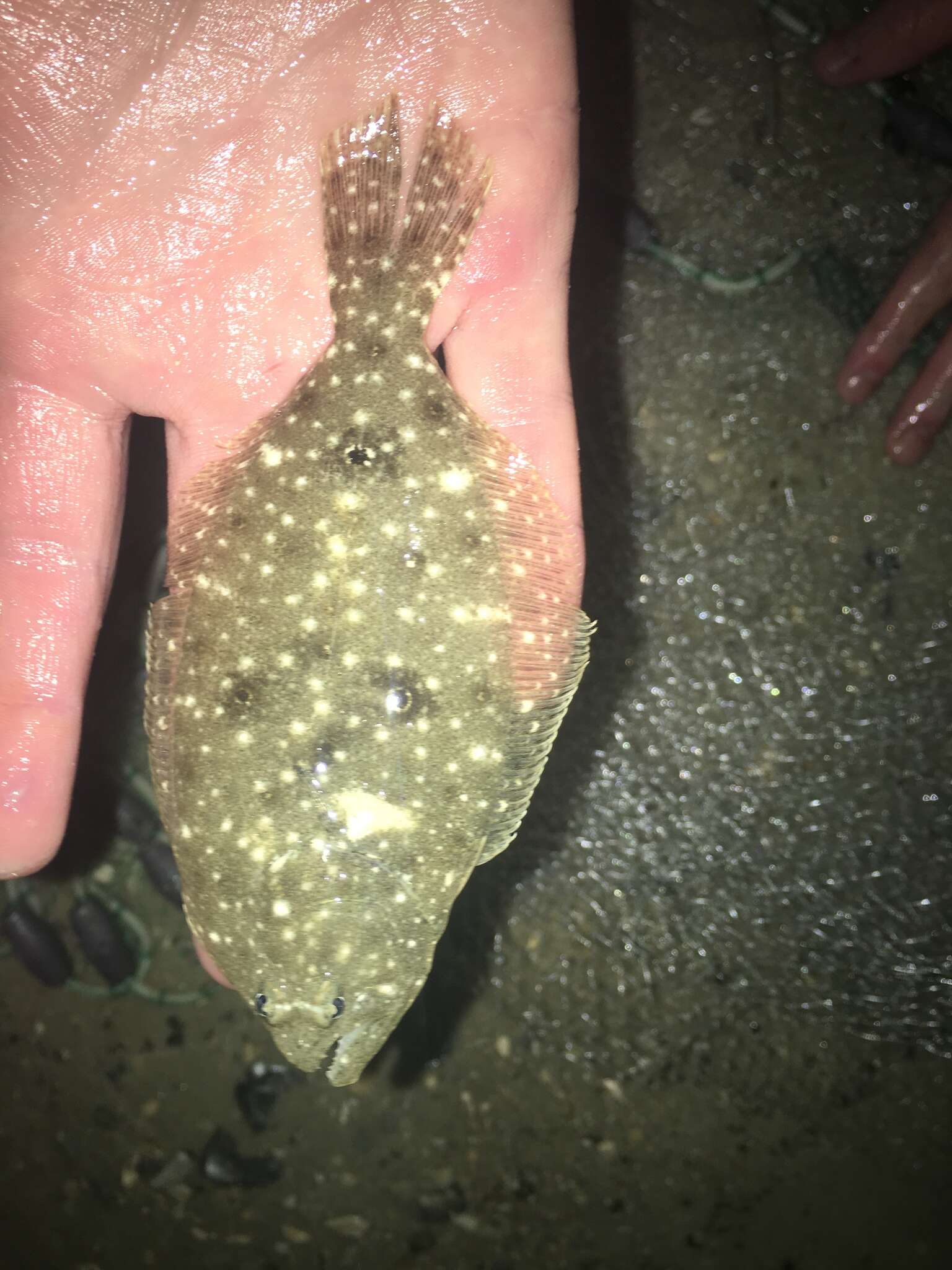 Image of Gulf Flounder