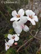 Image of China flower