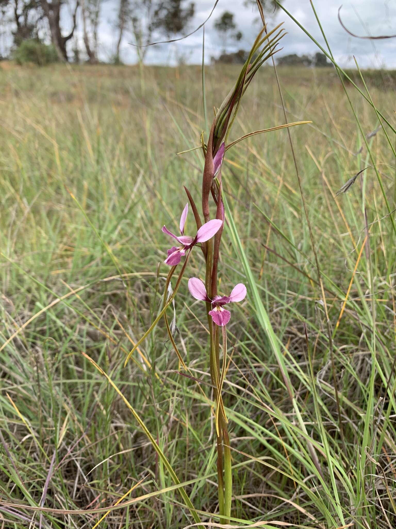 Image of Purple donkey orchid