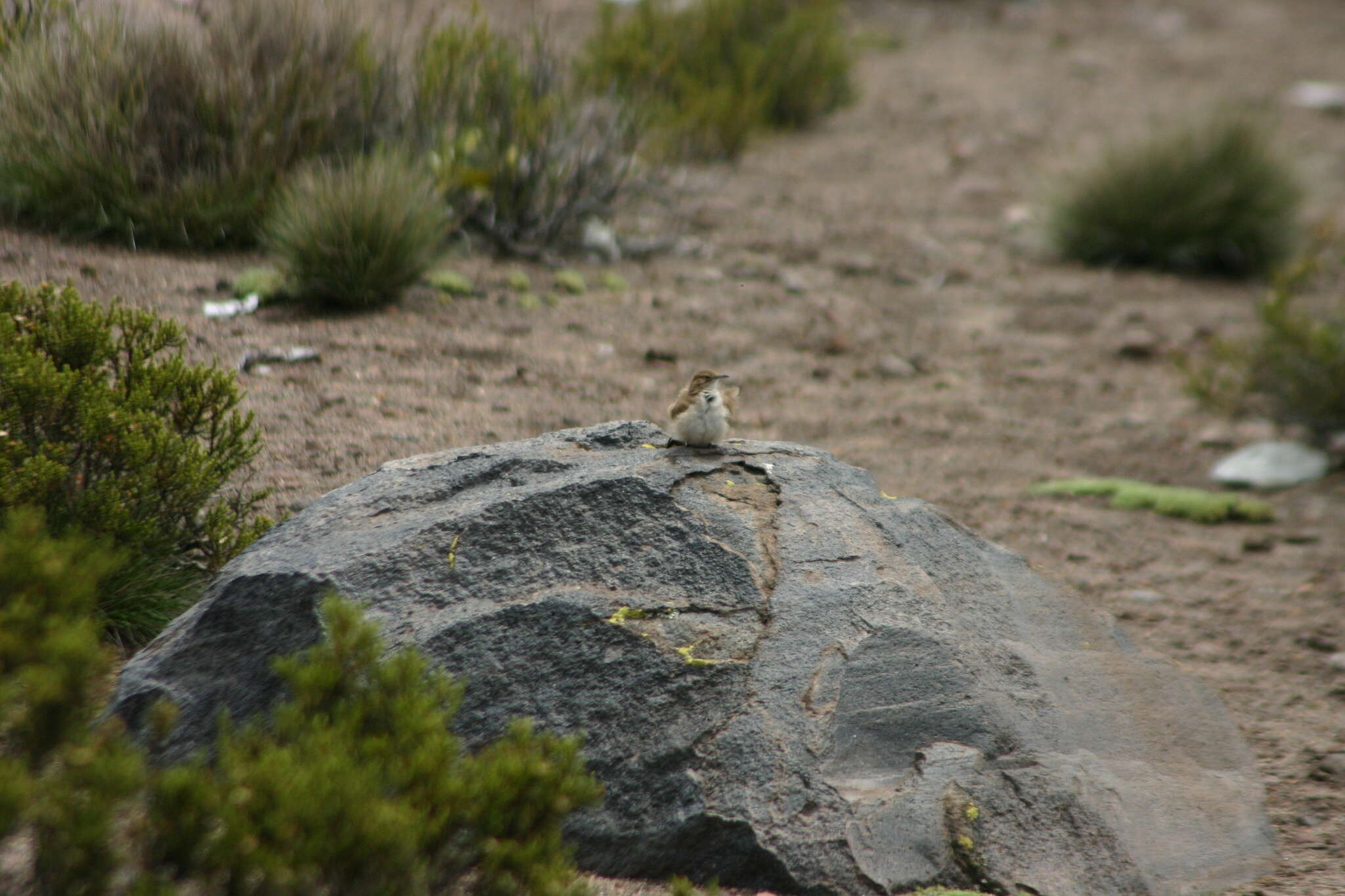 Image of Puna Miner