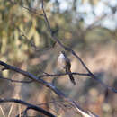 Image of Opalton Grasswren