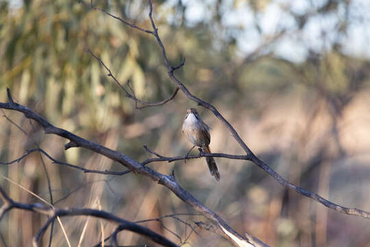 Image of Opalton Grasswren