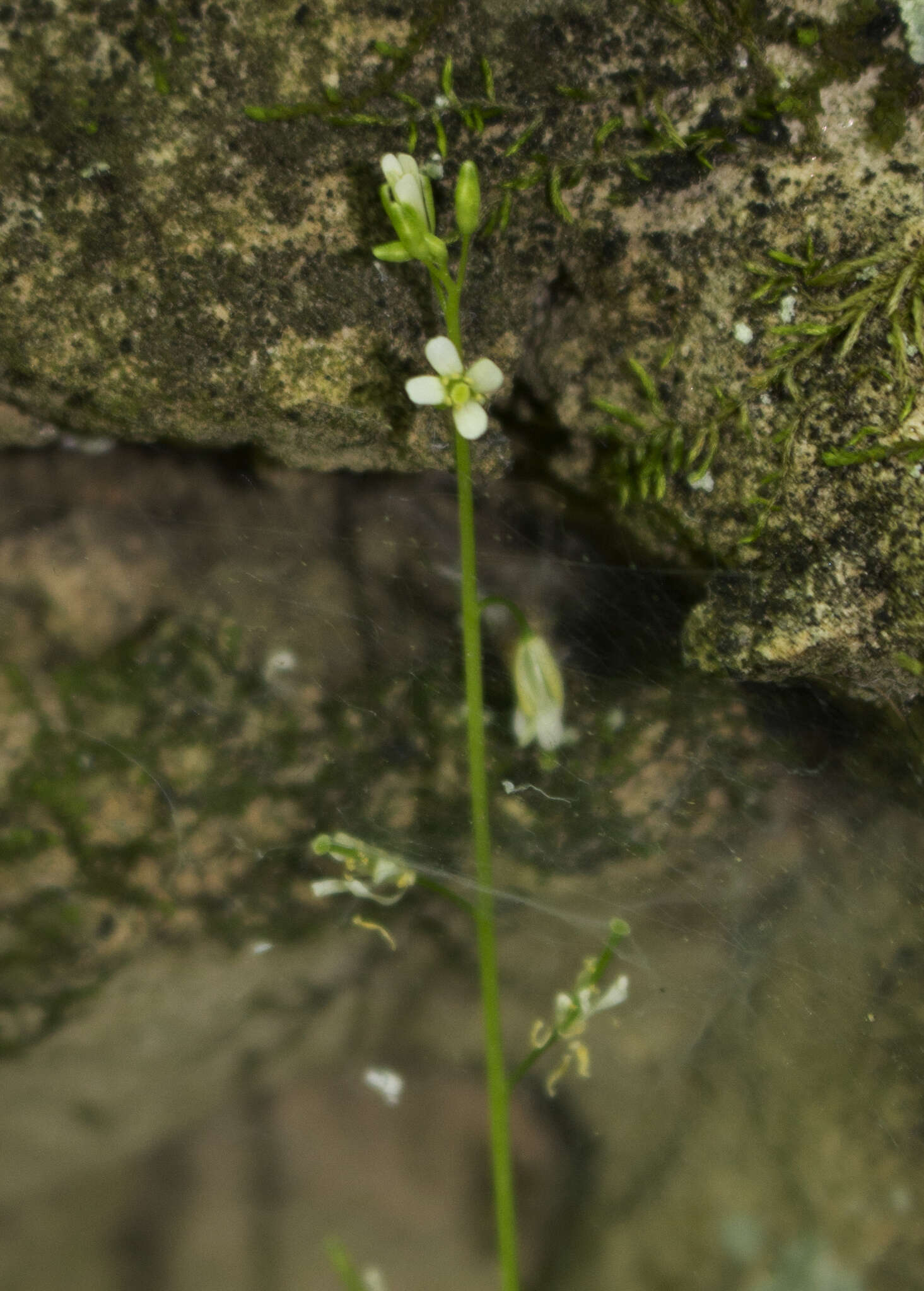 Image of Hairy Eared Rockcress