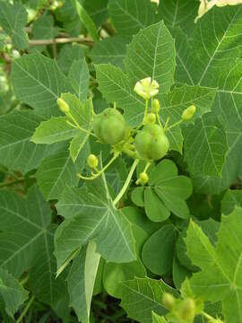 Image of Jatropha chevalieri Beille