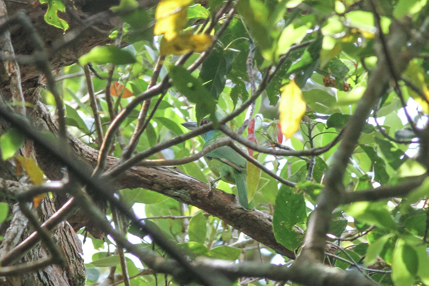 Image of Turquoise-throated Barbet