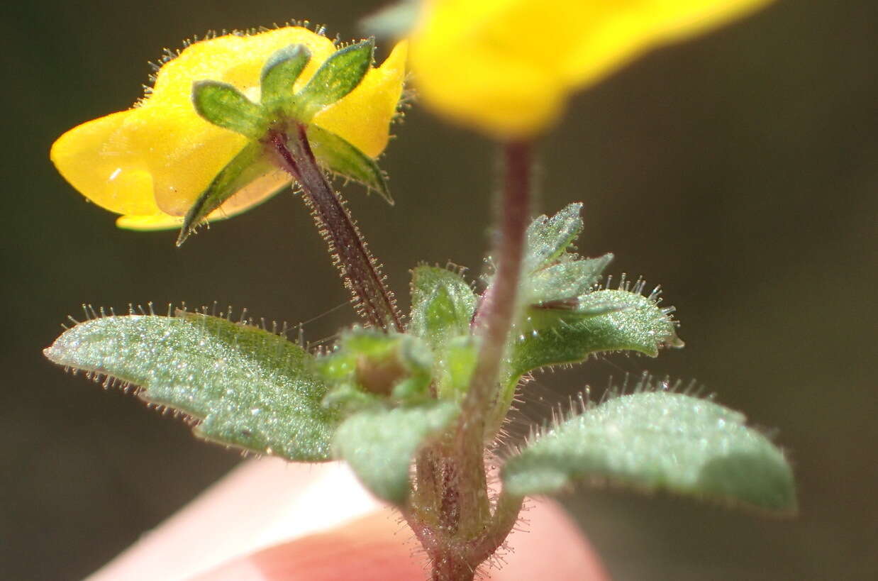 Image of Hemimeris racemosa (Houtt.) Merrill