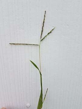 Digitaria ischaemum (Schreb.) Muhl. resmi