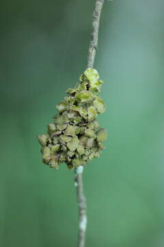 Image of Tuckermanopsis sepincola