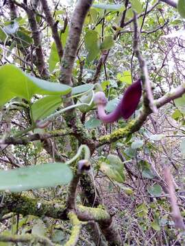 Image of Andalusian Dutchman's Pipe