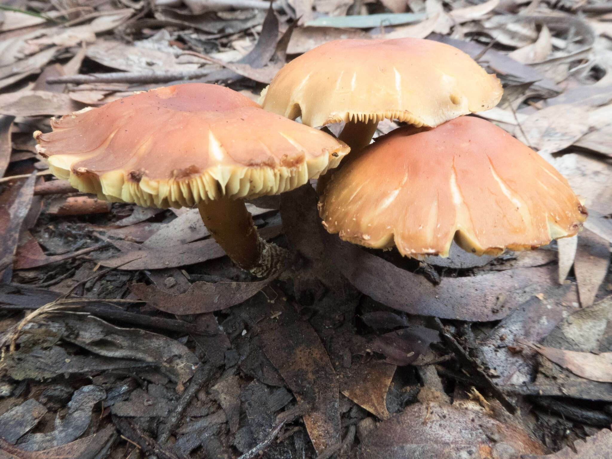 Image of Hypholoma australianum Redhead 2014