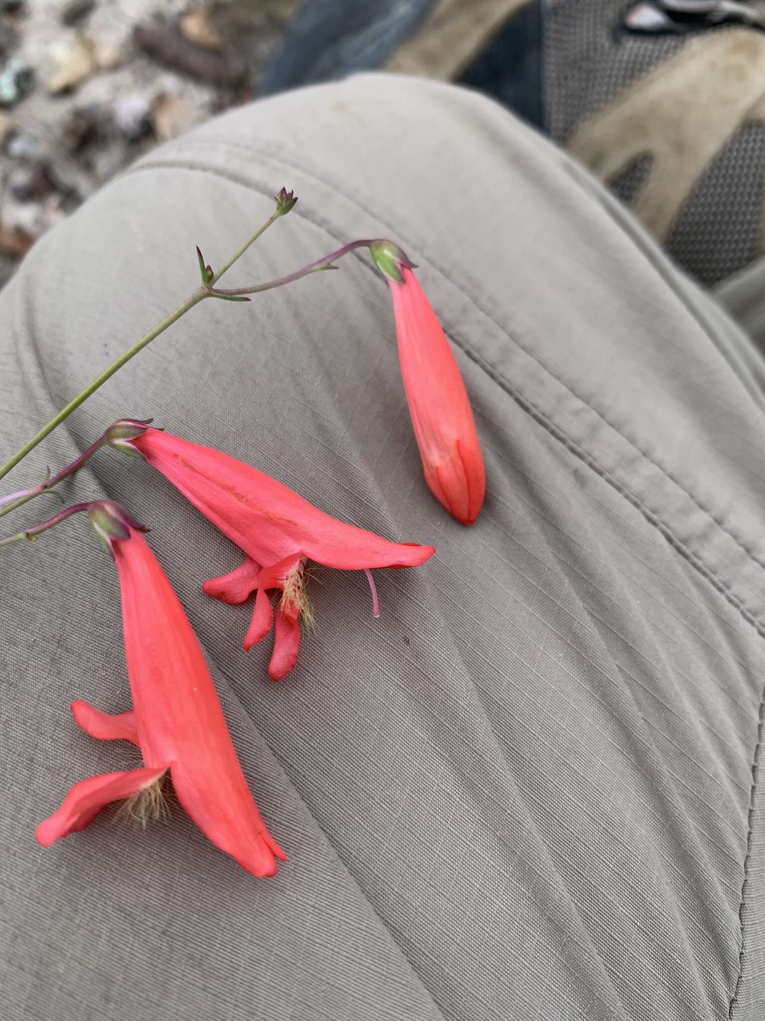 Image de Penstemon barbatus subsp. barbatus