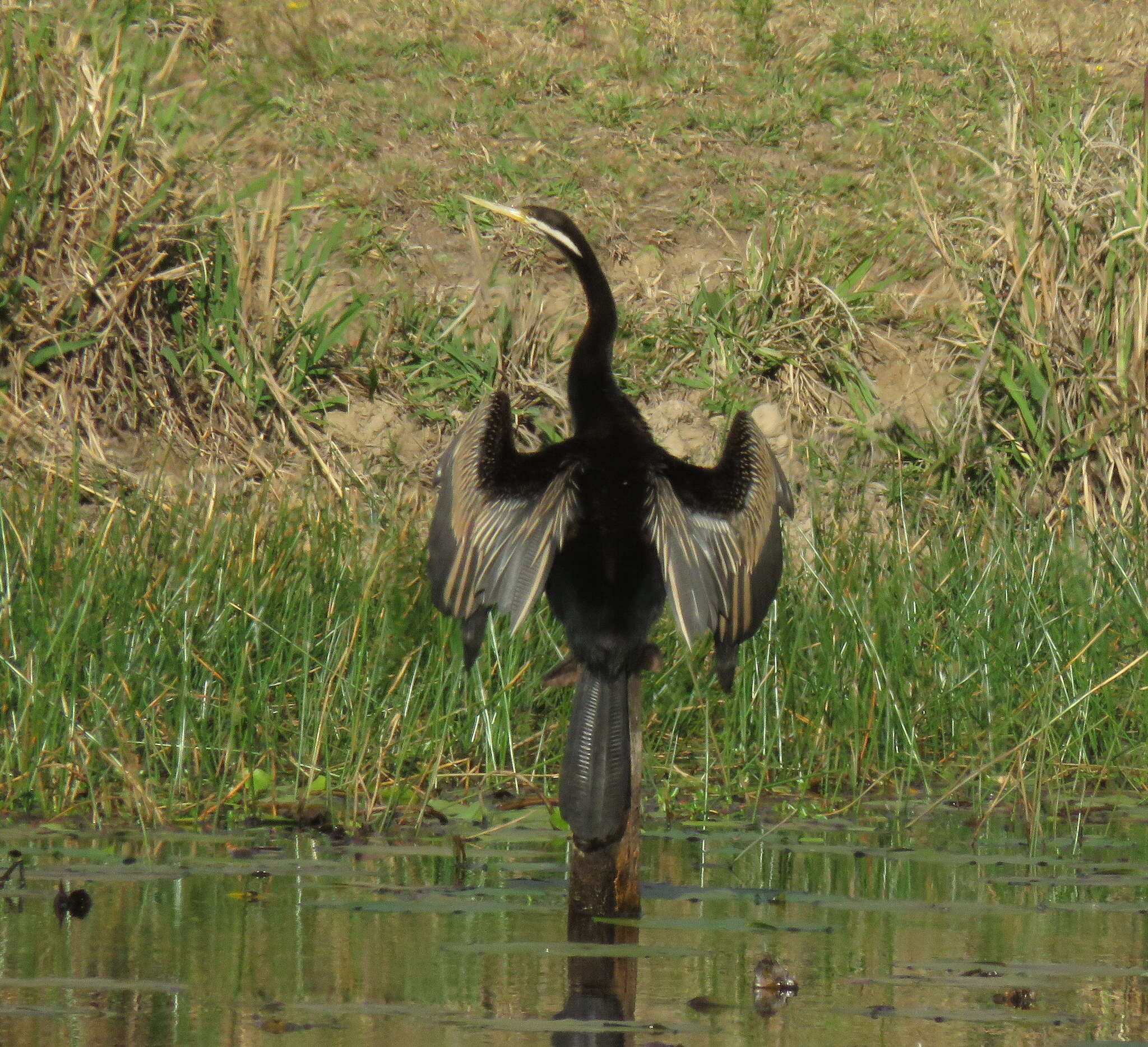 Image de Anhinga d'Australie