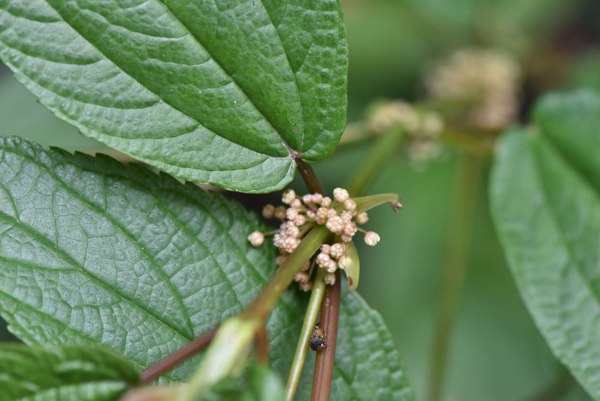 Image of Boehmeria zollingeriana var. podocarpa (W. T. Wang) W. T. Wang & C. J. Chen