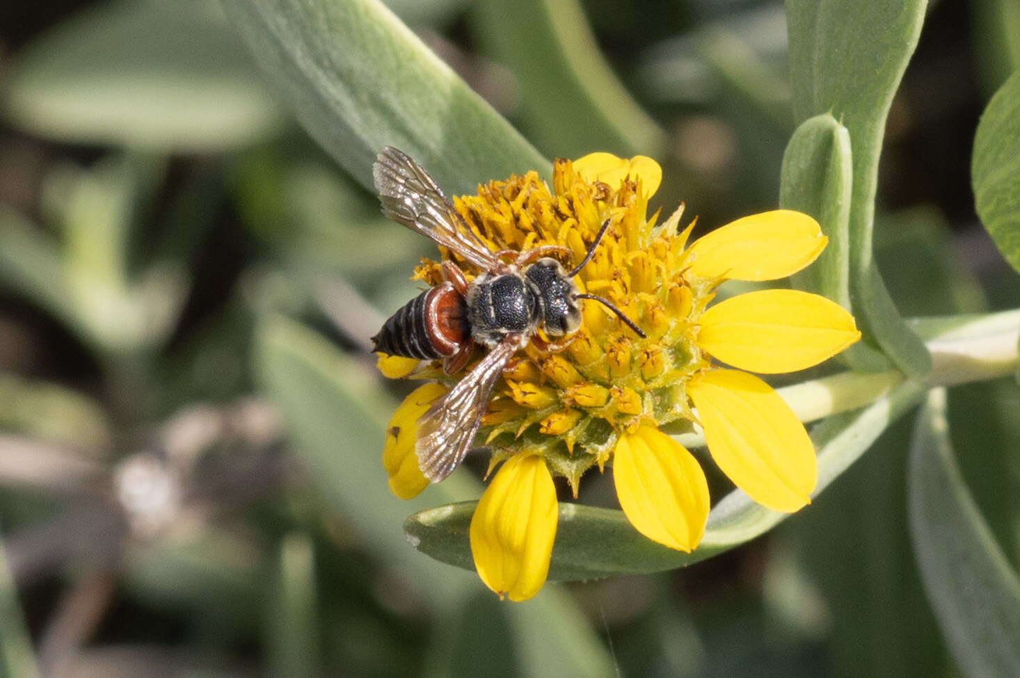 Image of <i>Coelioxys <i>slossoni</i></i> var. slossoni