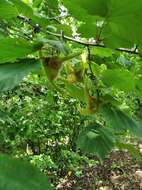 Image of Corylus sieboldiana var. mandshurica (Maxim.) C. K. Schneid.