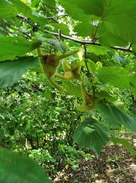 Image of Corylus sieboldiana Blume