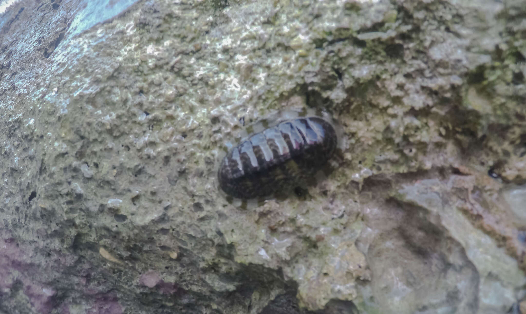 Image of marbled chiton