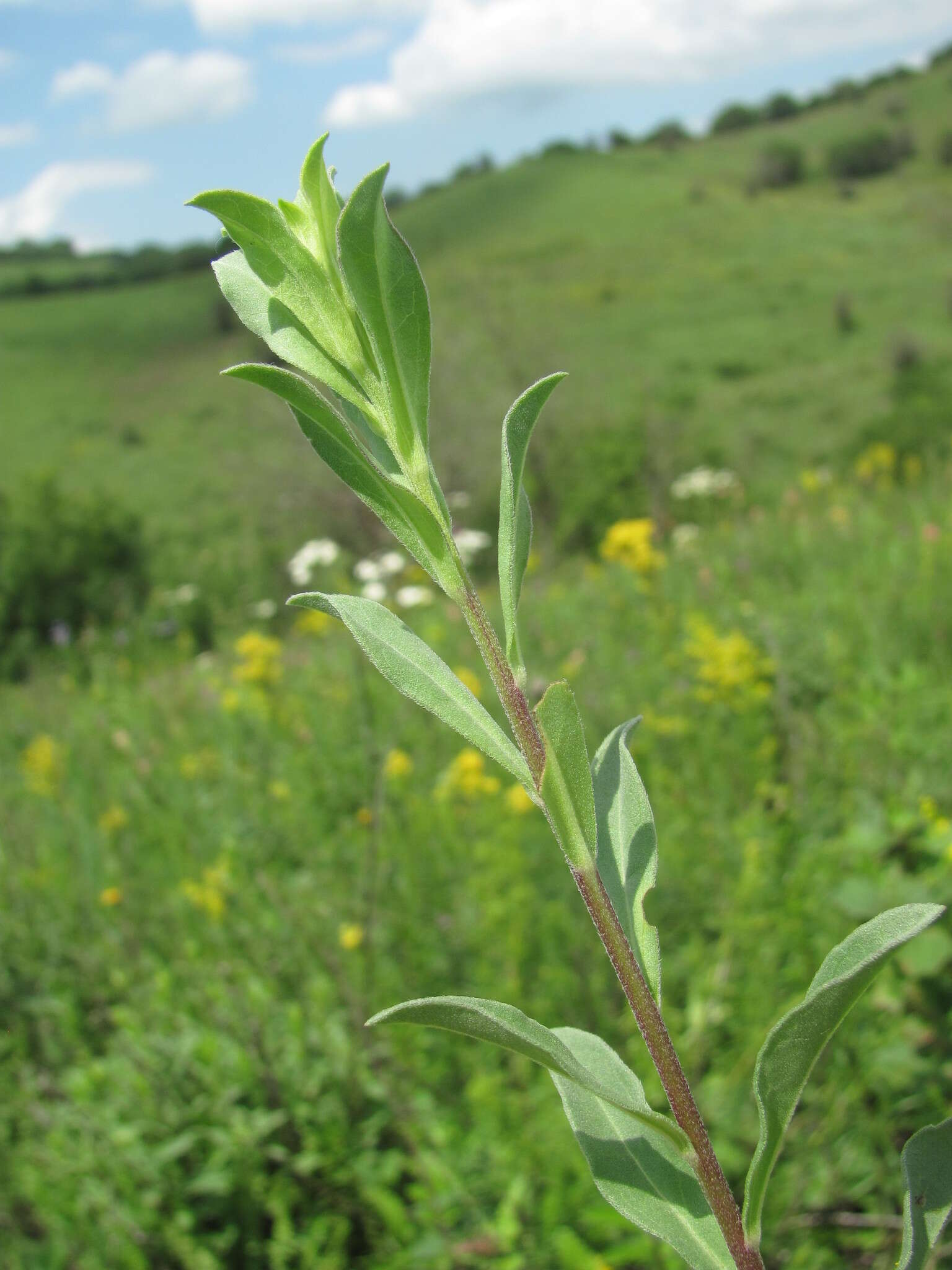 Plancia ëd Aster amellus subsp. bessarabicus (Rchb.) Soó