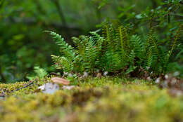 Polypodium sibiricum Siplivinsky的圖片