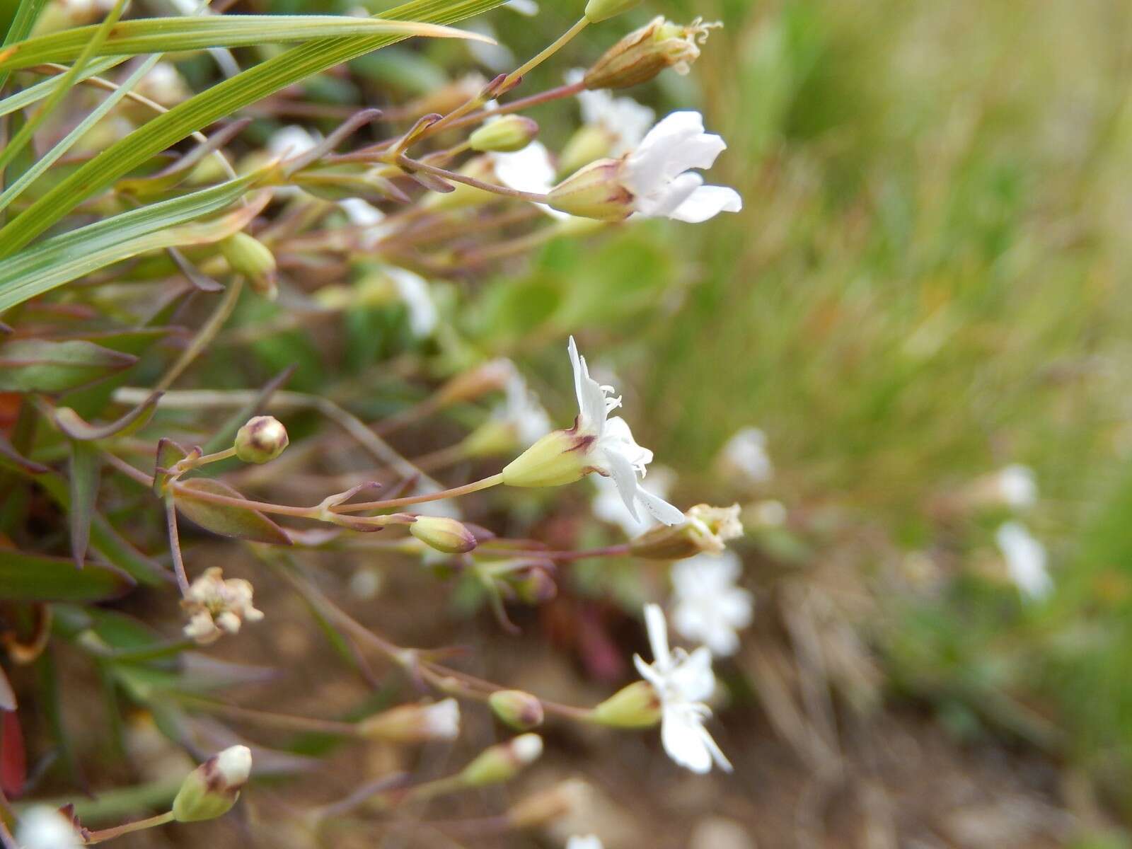 Image of Atocion rupestre (L.) Oxelman