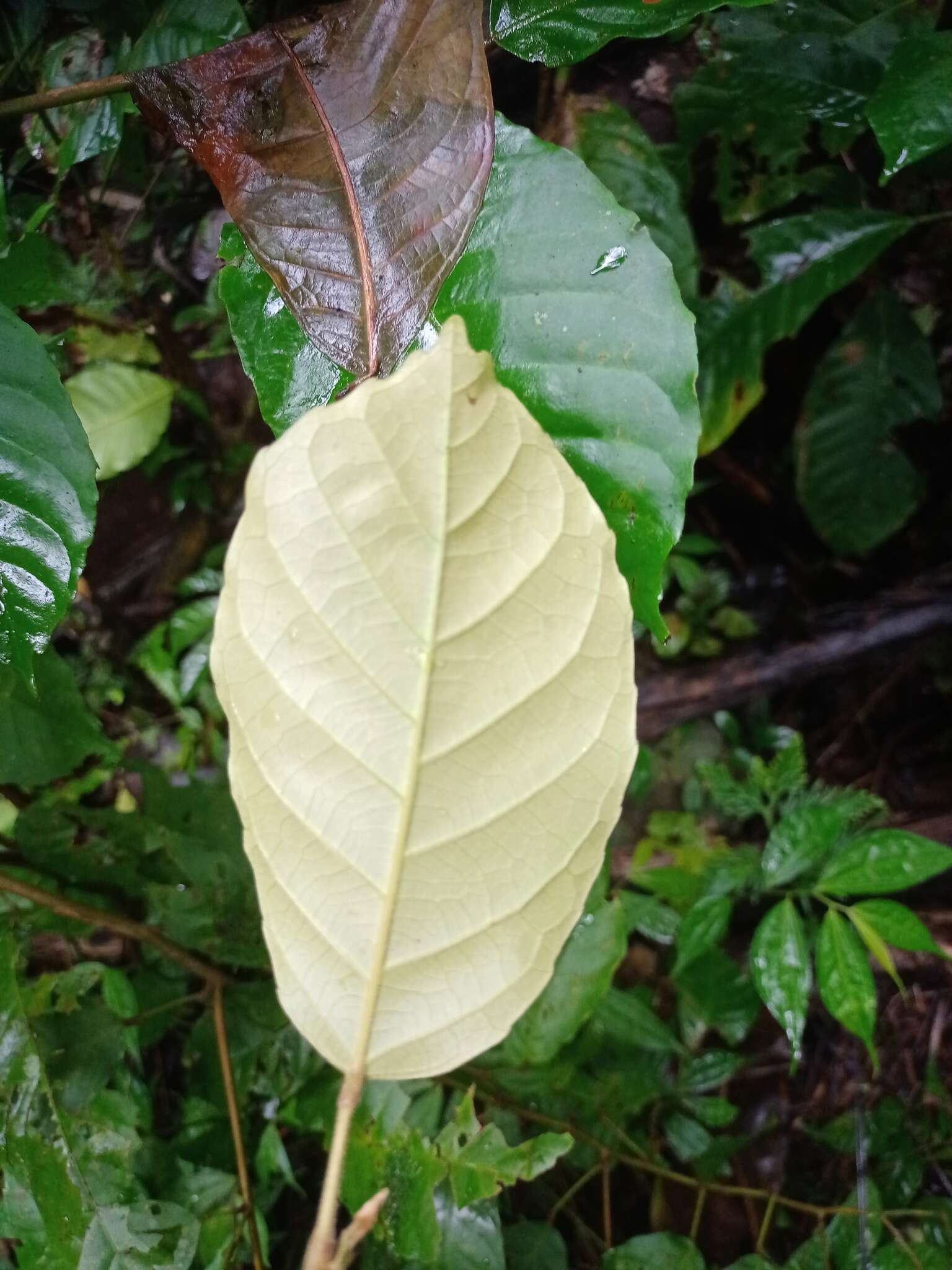 Image of Elaeocarpus stipularis Bl.