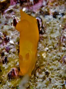 Image of Gymnodoris inornata (Bergh 1880)