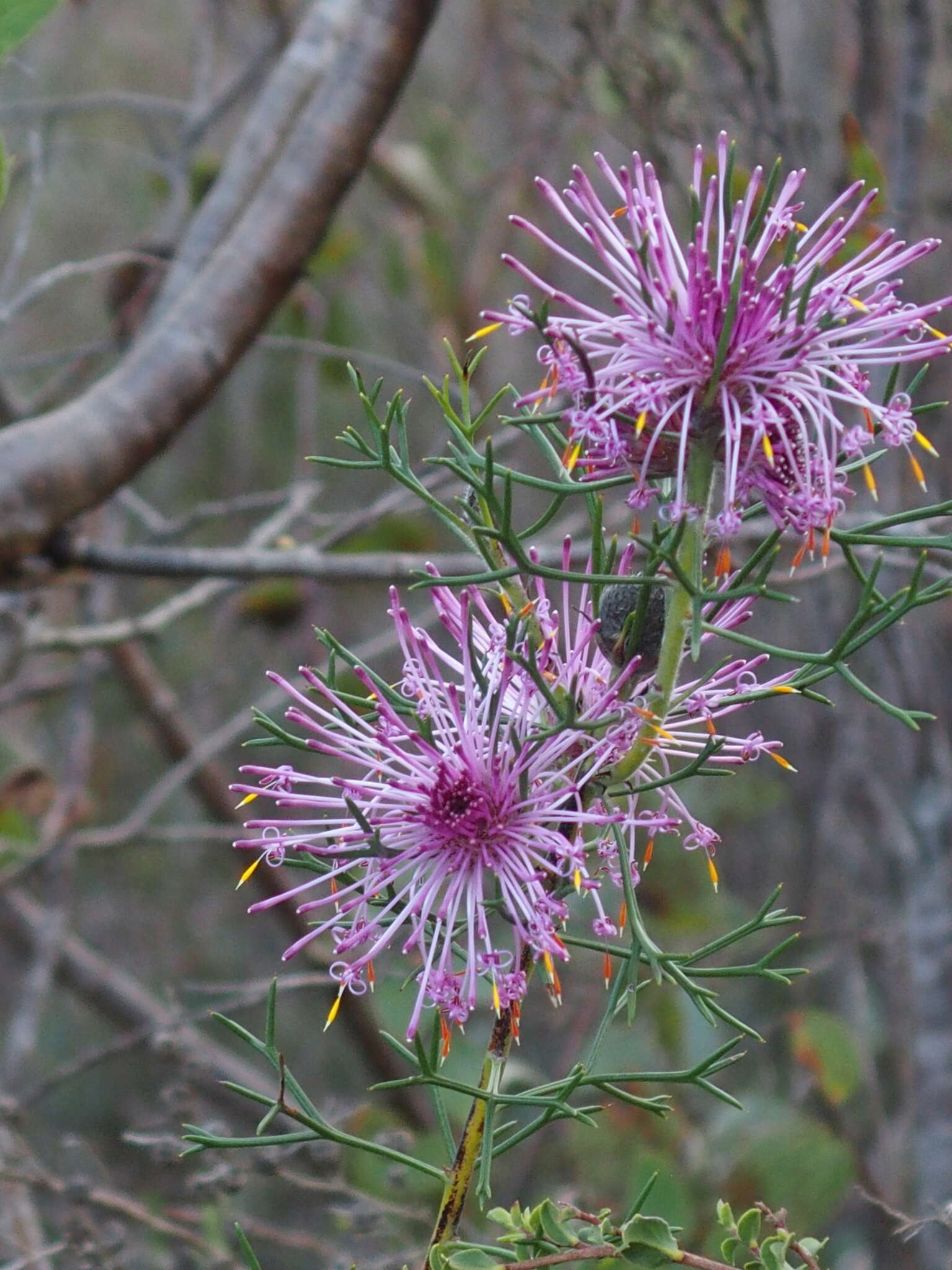 Image of Isopogon formosus R. Br.