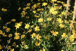 Image of mountain oxeye