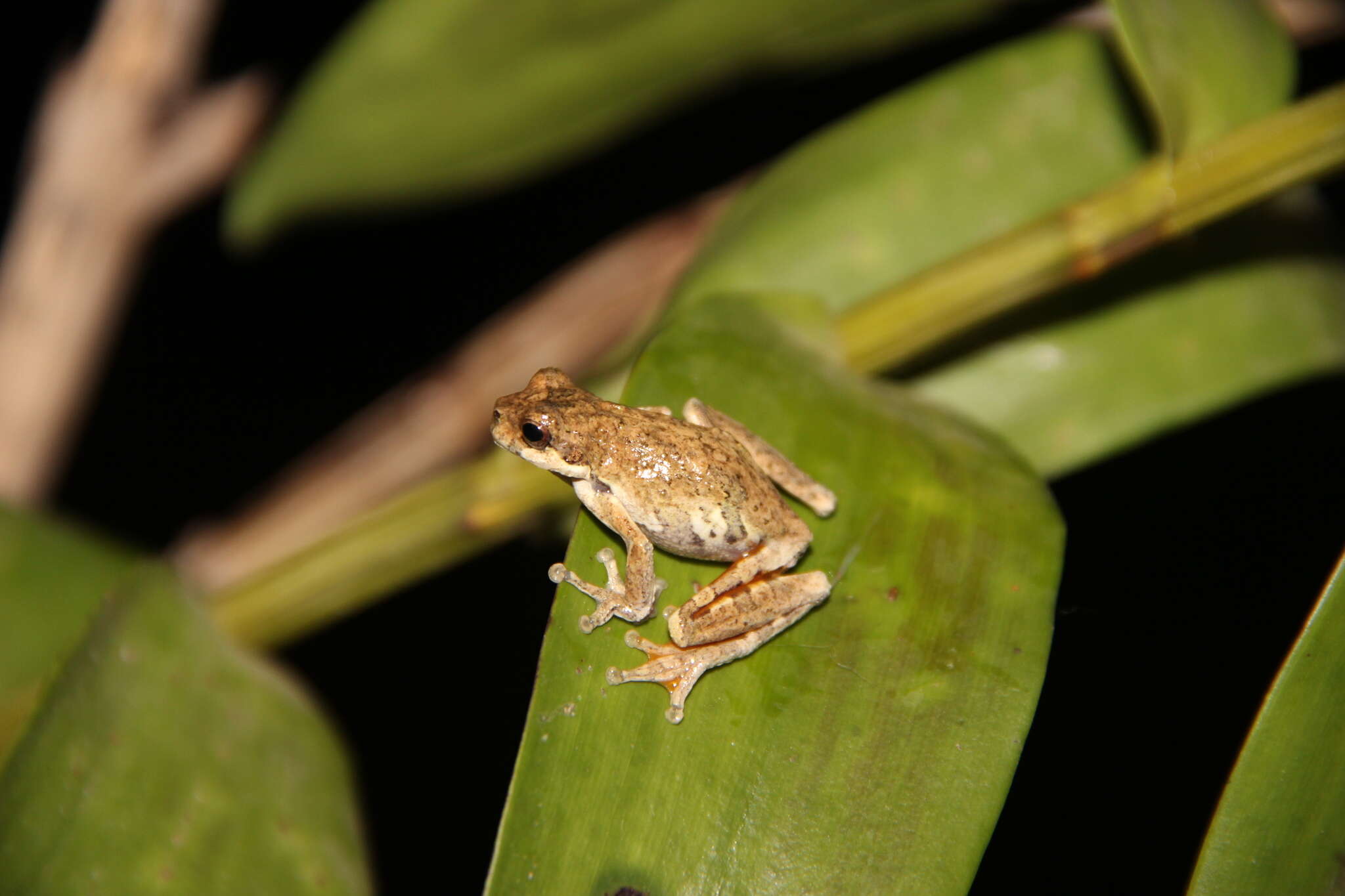 Imagem de Dendropsophus microps (Peters 1872)