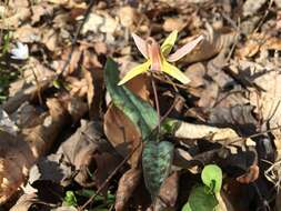 Image of dimpled troutlily