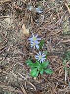 Image de Aster panduratus Nees ex Walp.