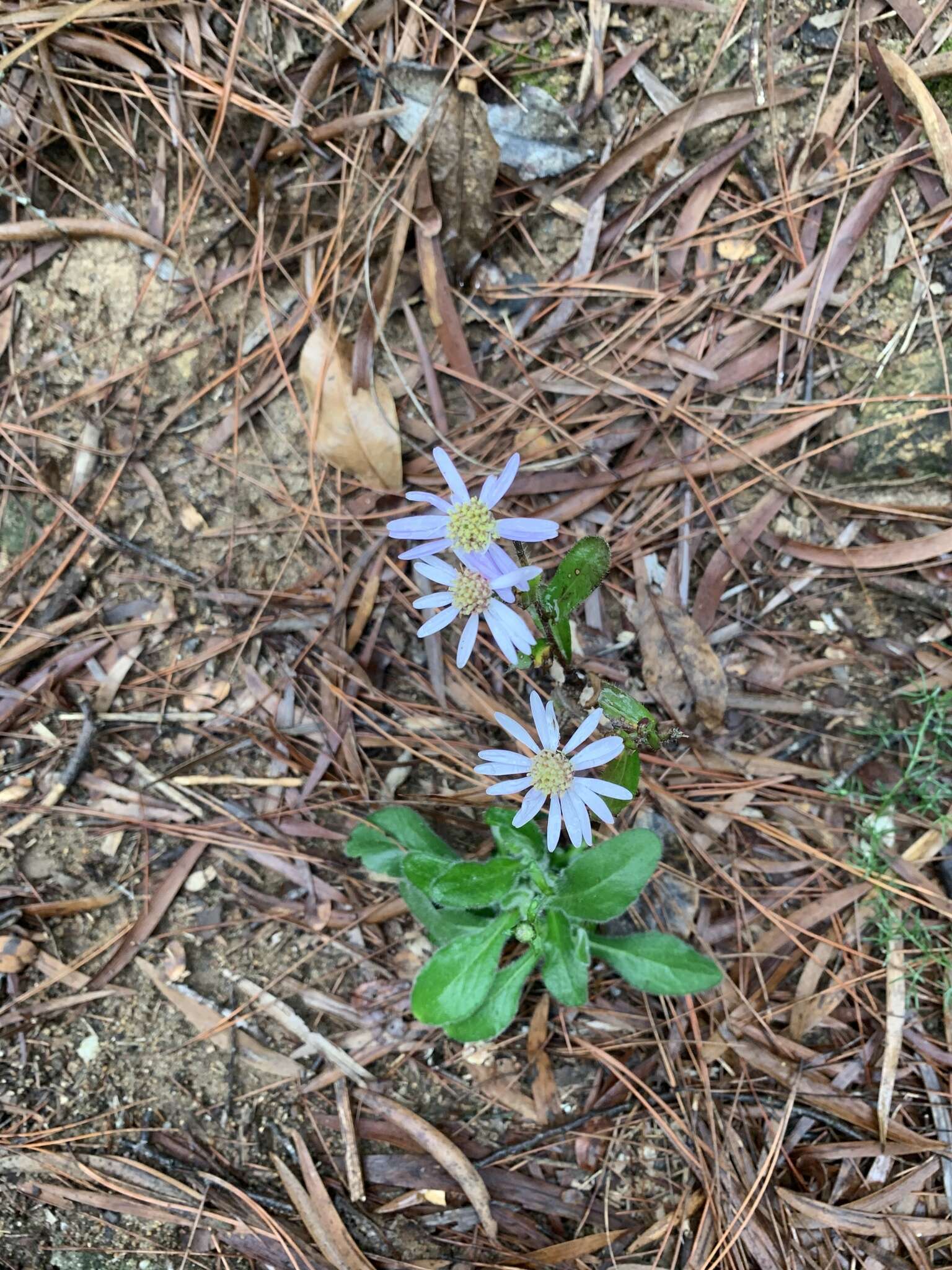 Image de Aster panduratus Nees ex Walp.