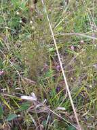 Image of slenderleaf false foxglove