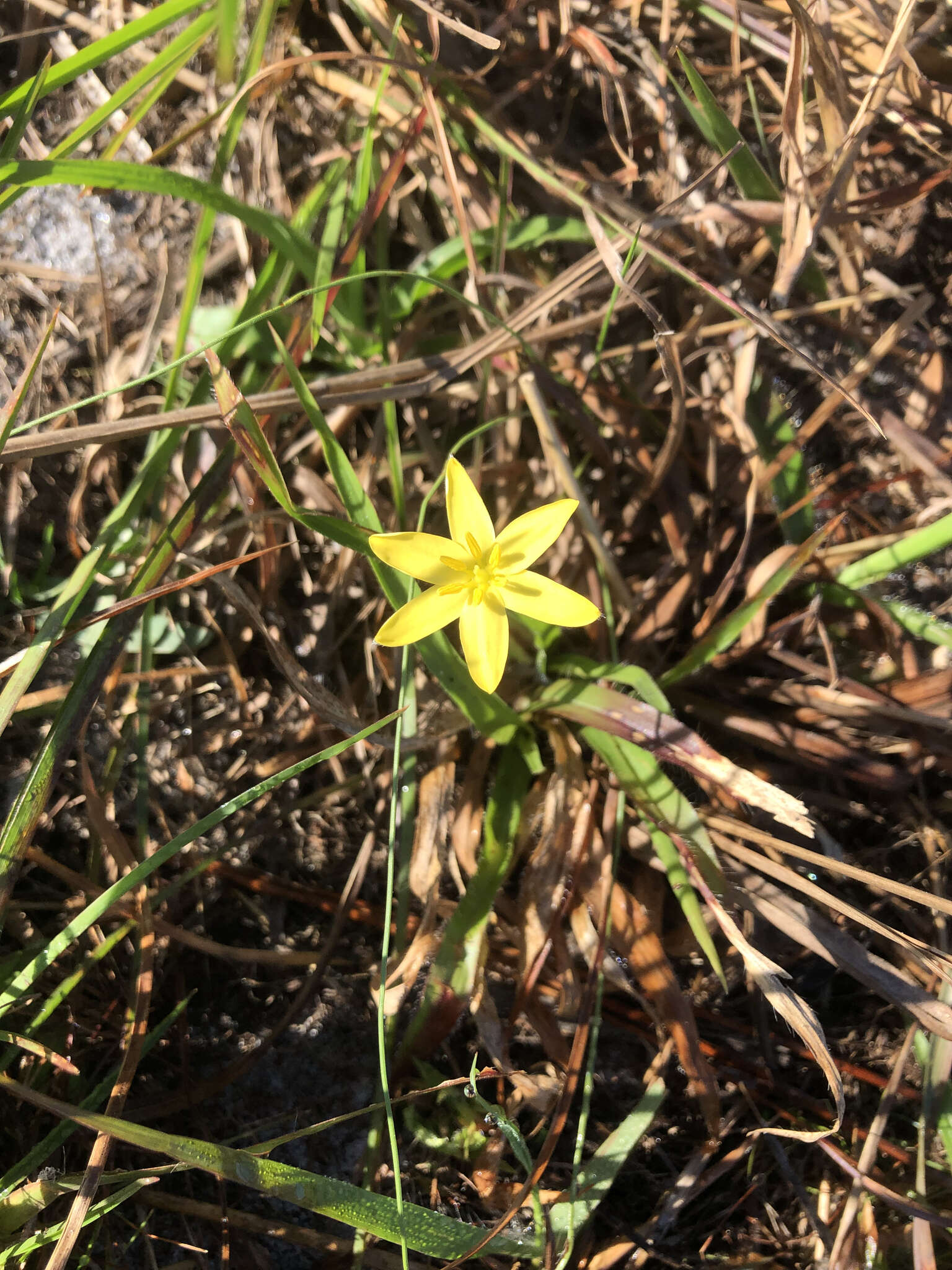 Image of fringed yellow star-grass