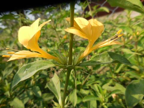 Image of Barleria prionitis subsp. prionitis