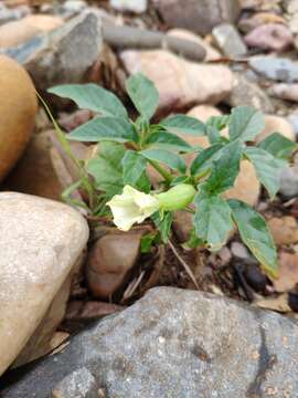 Image of Leichhardt's datura