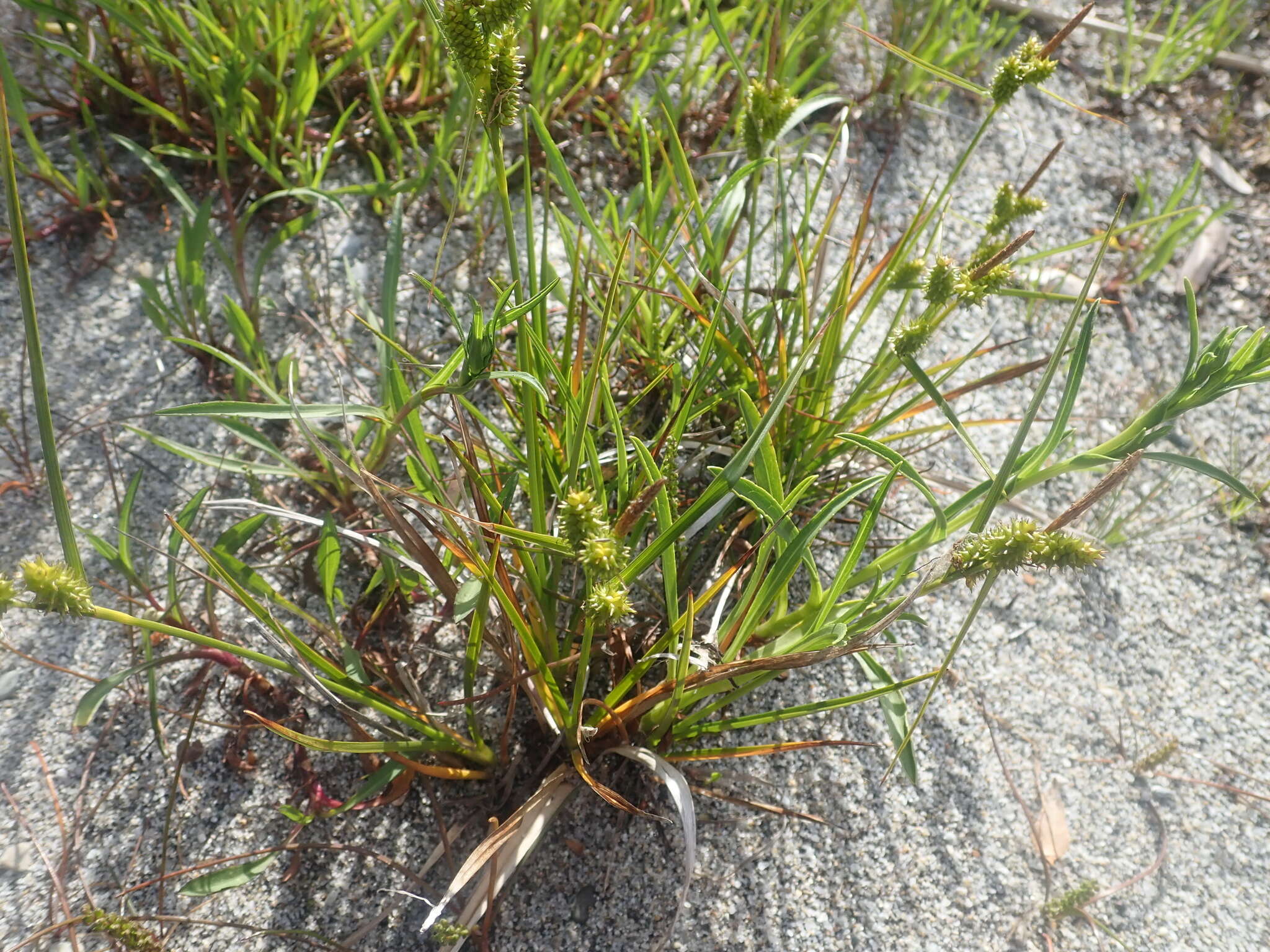 Image de Carex fuscula d'Urv.