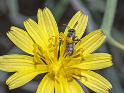 صورة Nomioides fortunatus Blüthgen 1937